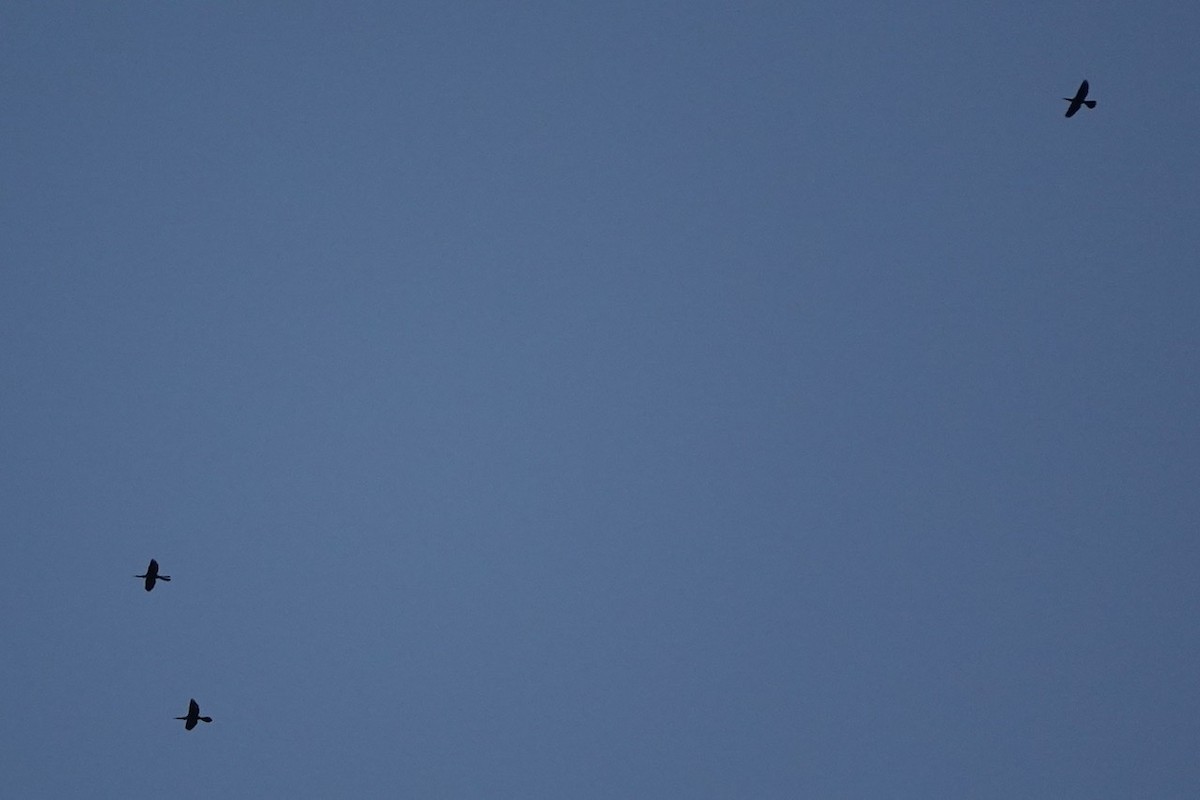 Anhinga - ML454854451