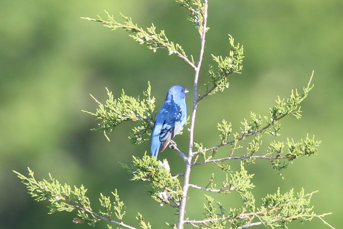 Indigo Bunting - ML454854461