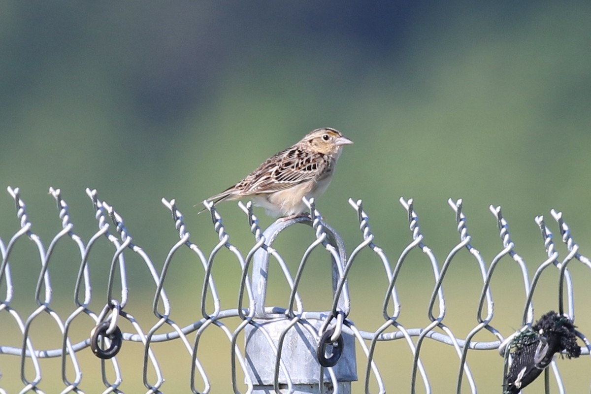 Grasshopper Sparrow - ML454854631