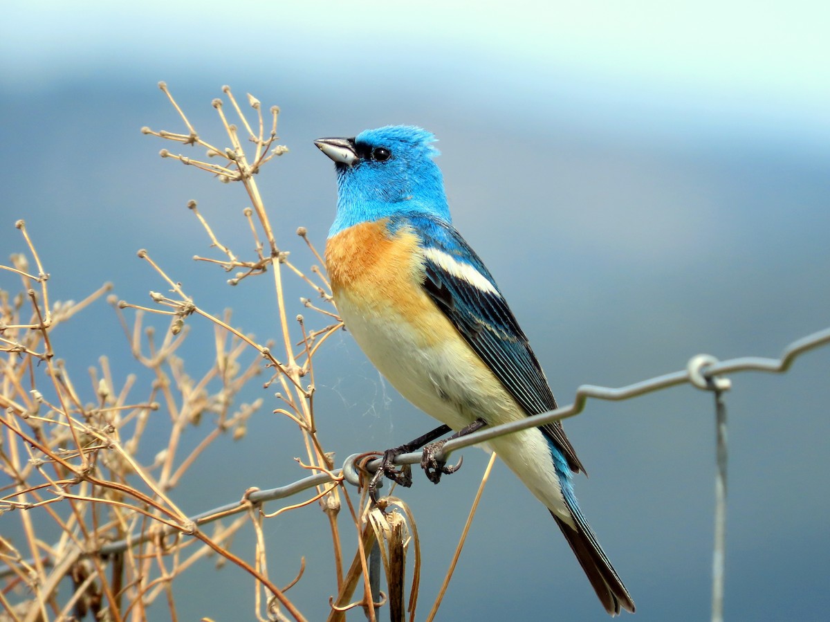 Lazuli Bunting - ML454855031