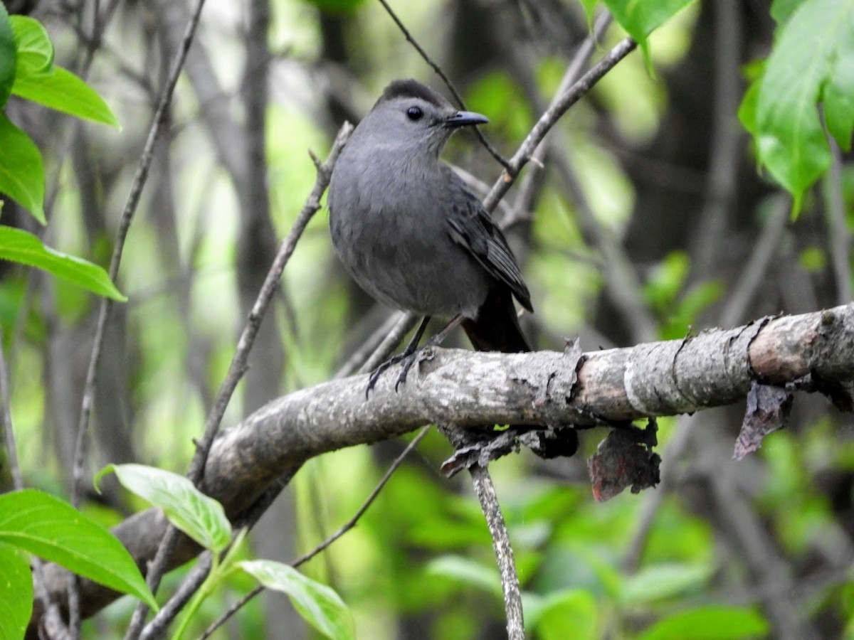 Gray Catbird - ML454855211