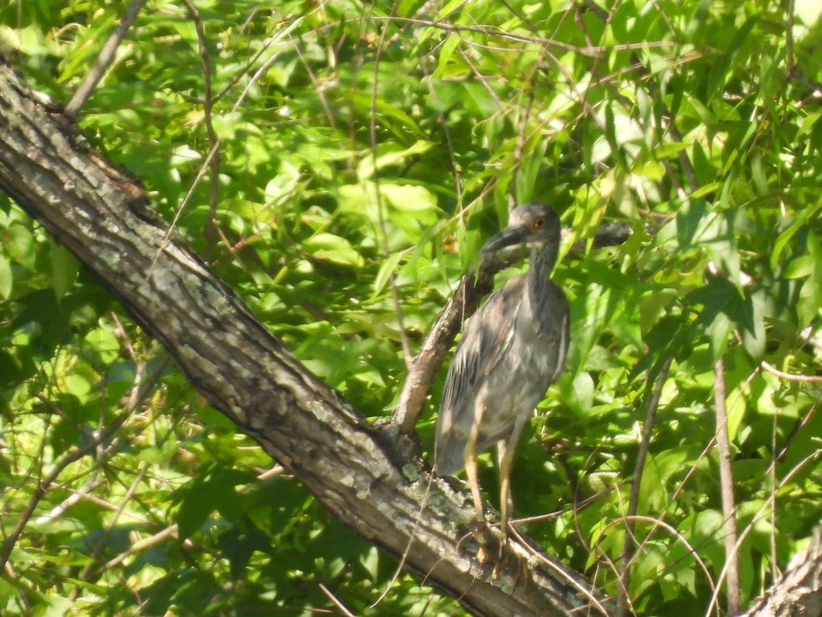 Yellow-crowned Night Heron - ML454855271