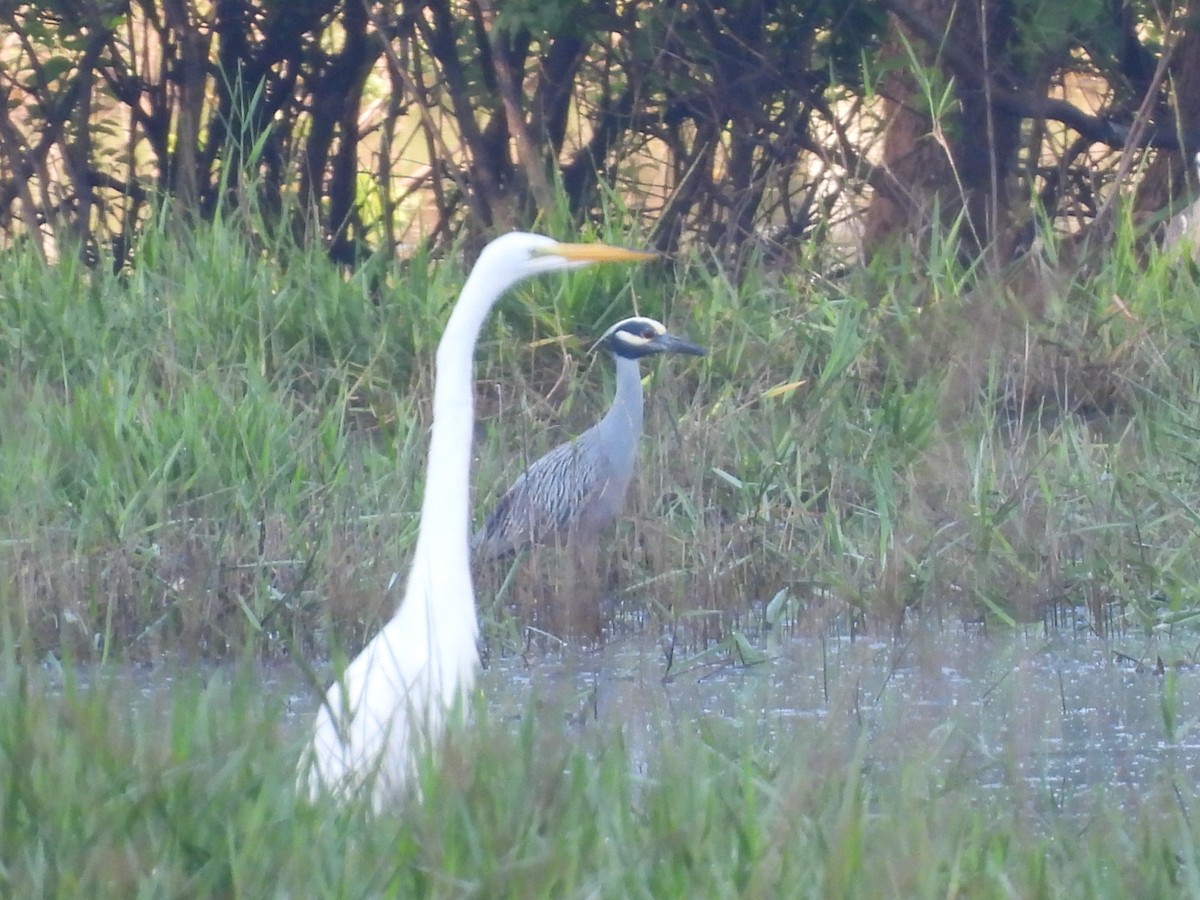 Yellow-crowned Night Heron - ML454856081