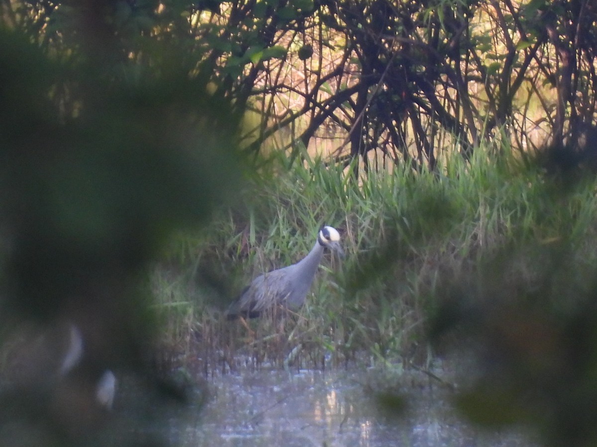 Yellow-crowned Night Heron - ML454856151