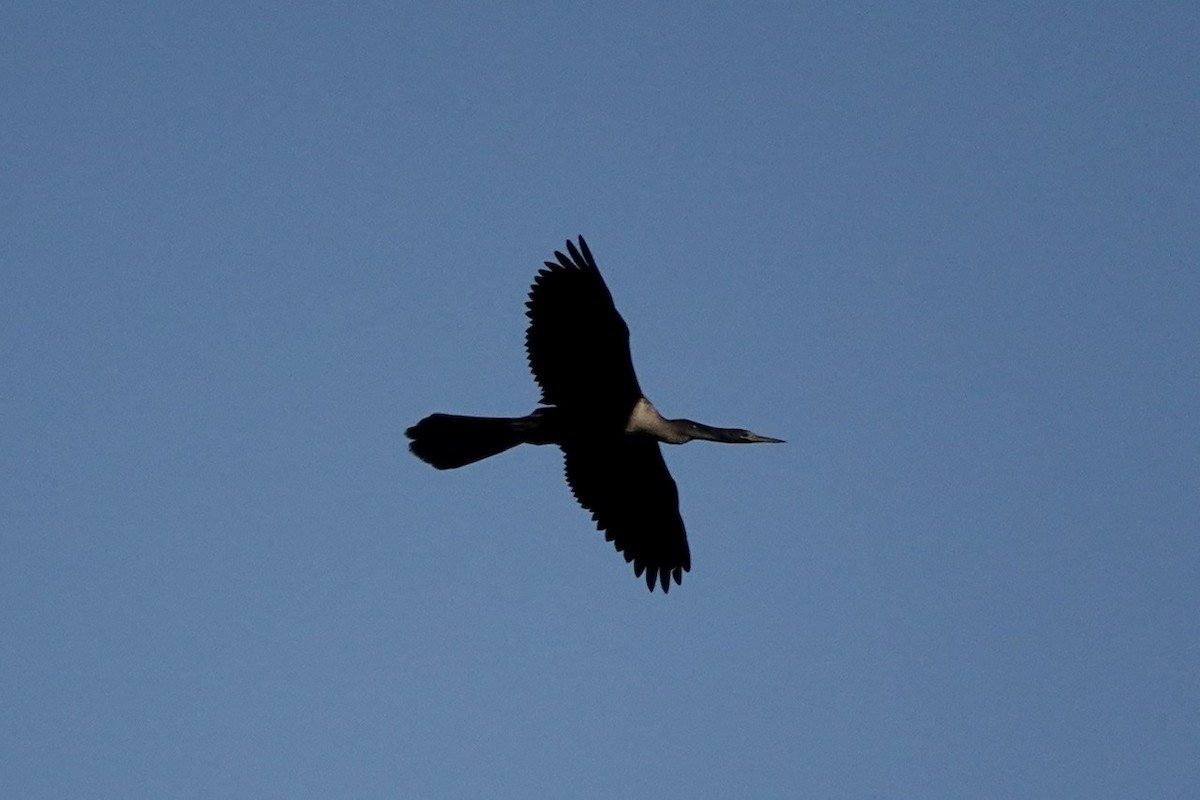 Anhinga d'Amérique - ML454856271