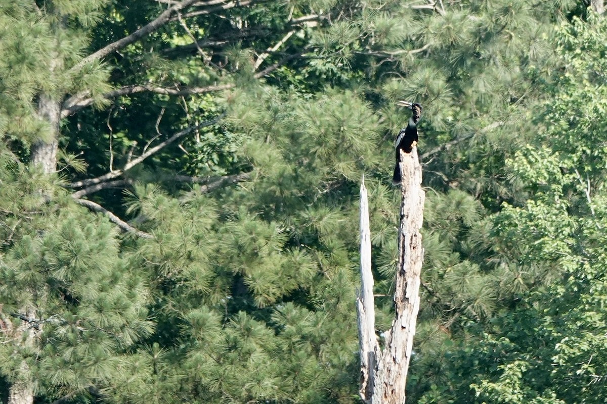 Anhinga - Fleeta Chauvigne