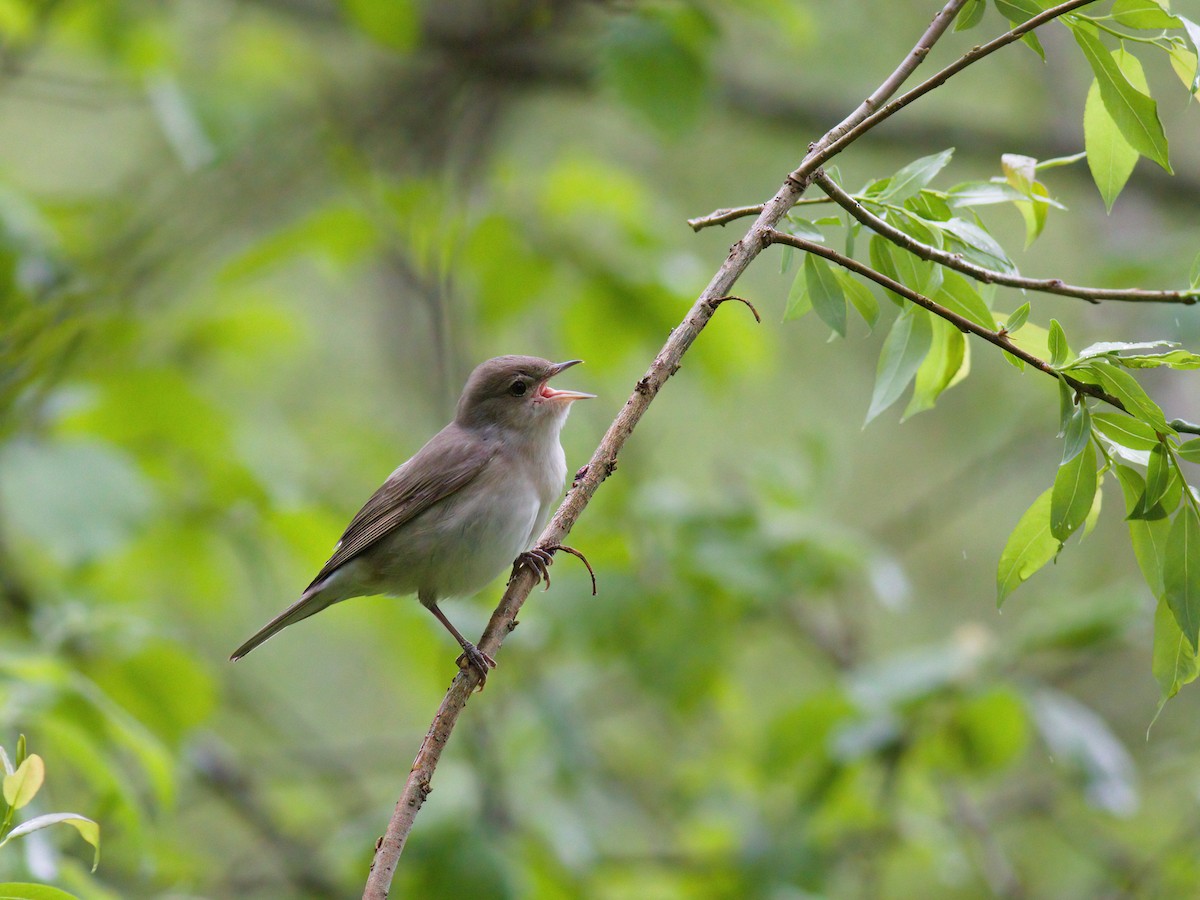 Garden Warbler - Stanislav Cherepushkin