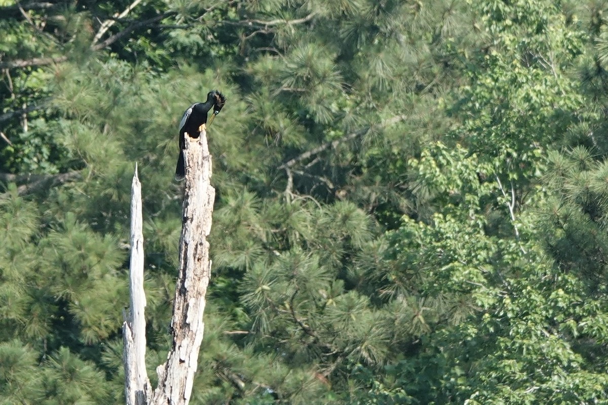 Anhinga - Fleeta Chauvigne