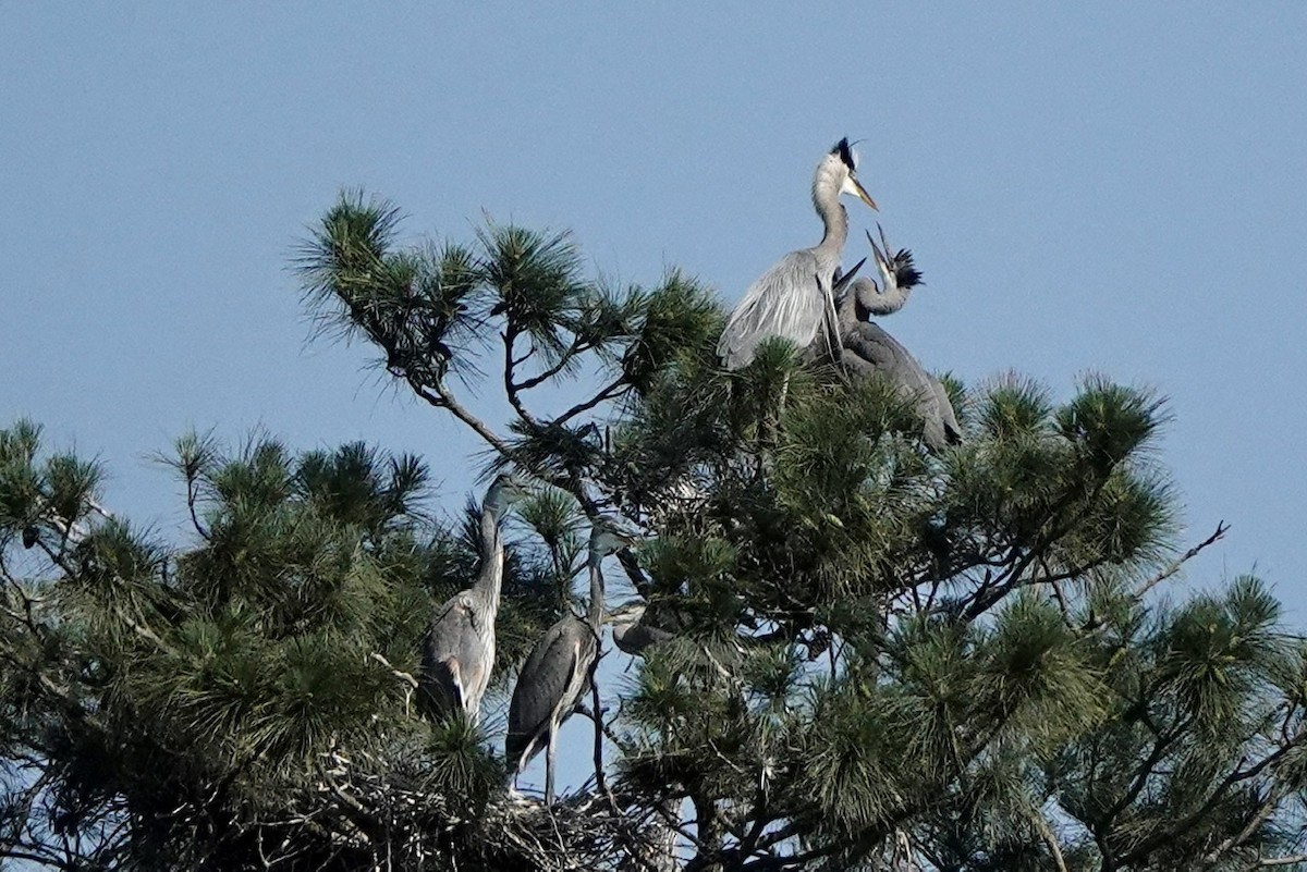 Great Blue Heron - ML454857161