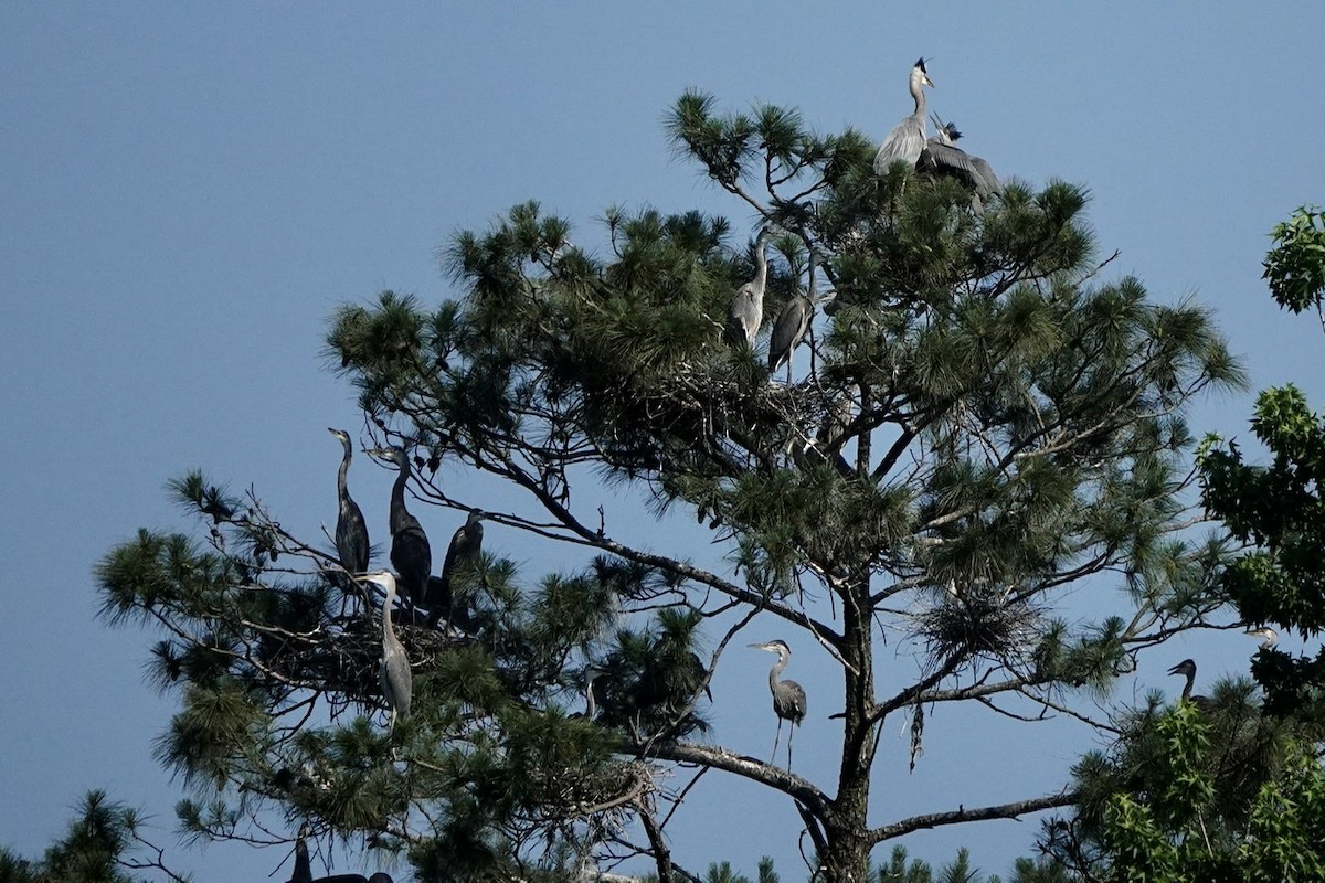 Great Blue Heron - Fleeta Chauvigne