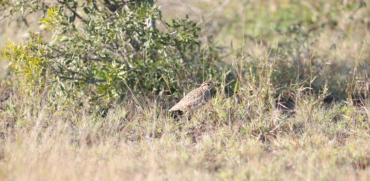 Bindenrennvogel - ML454857371