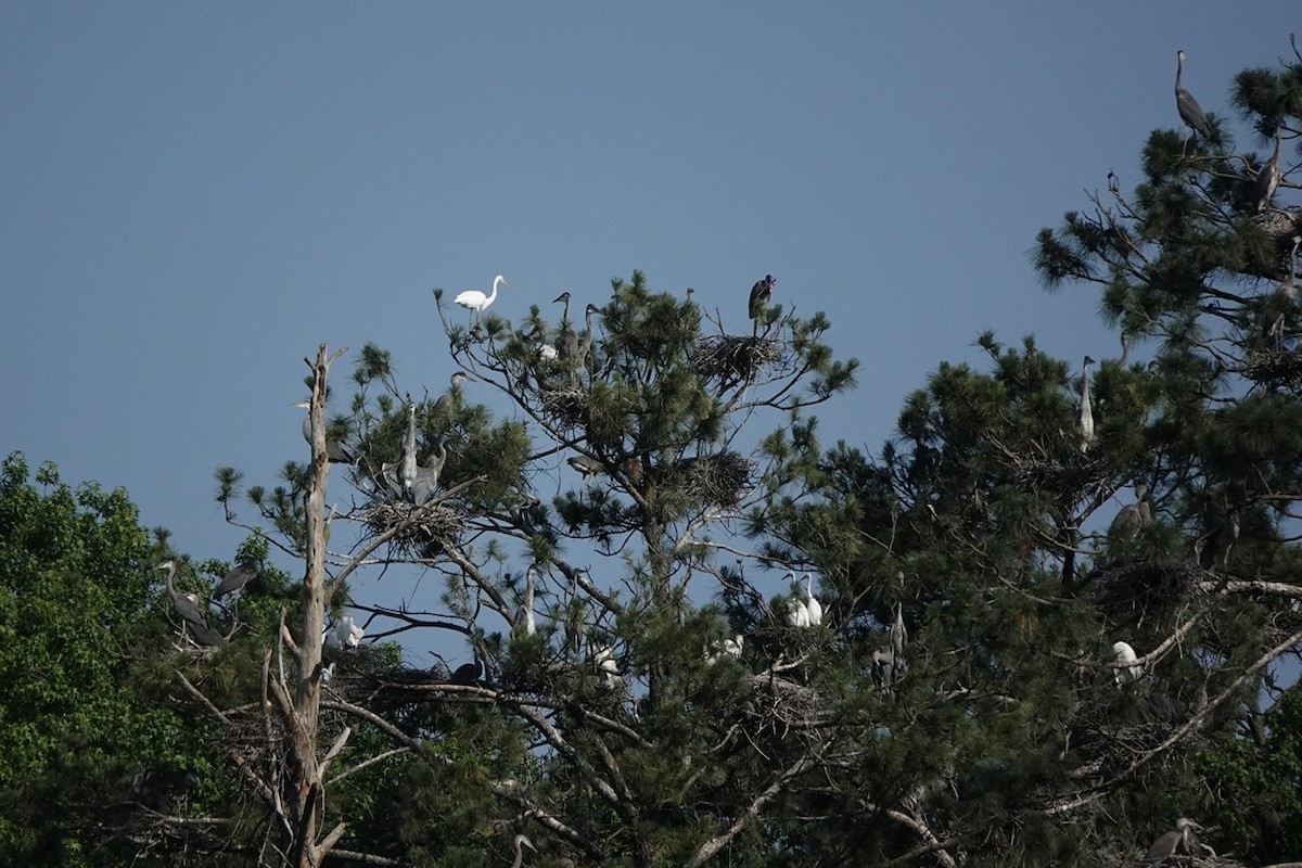 Great Egret - ML454857791