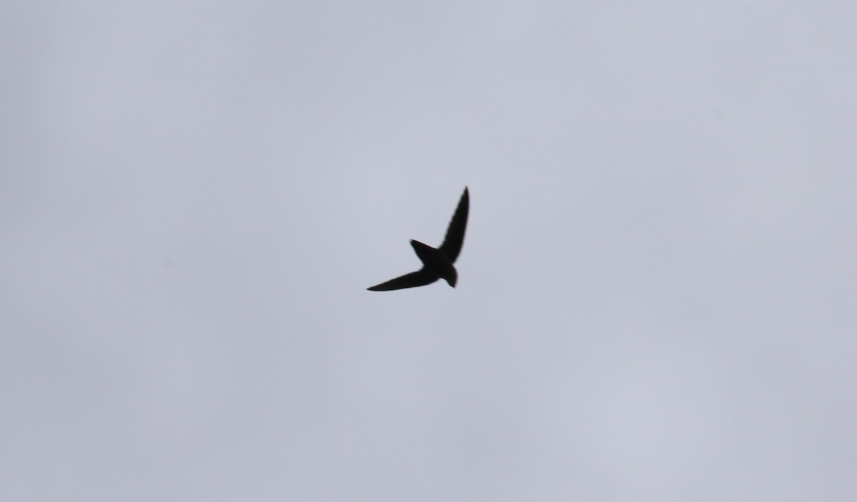 Chimney Swift - ML454857901