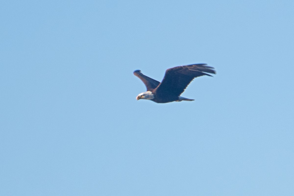 ハクトウワシ - ML454858471
