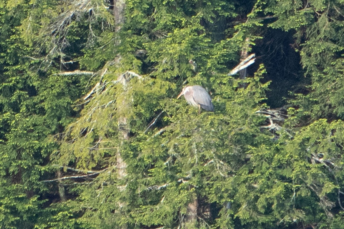Great Blue Heron - ML454858931