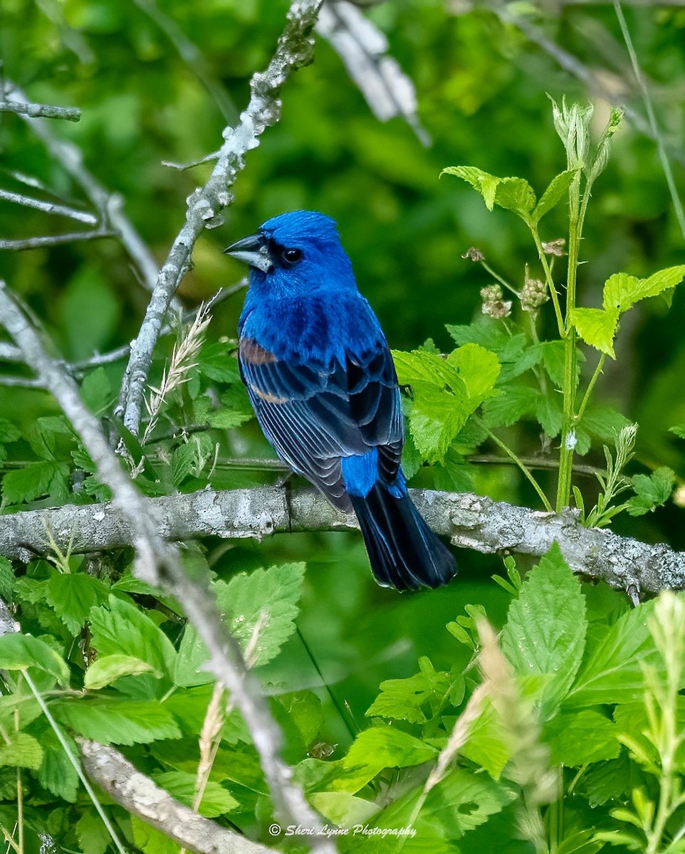 Blue Grosbeak - ML454859531