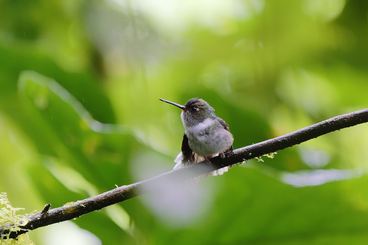 Ecuadorian Piedtail - Holger Teichmann