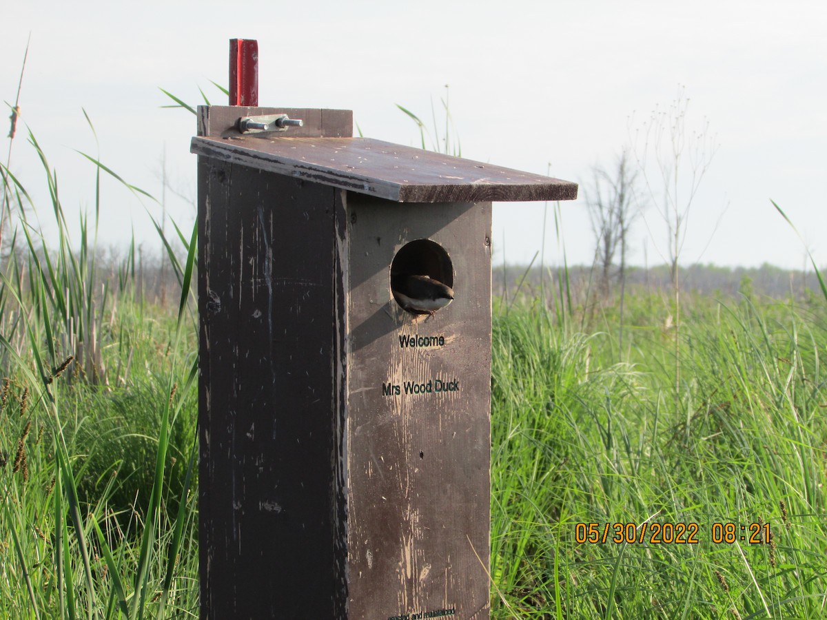 Golondrina Aserrada - ML454860791