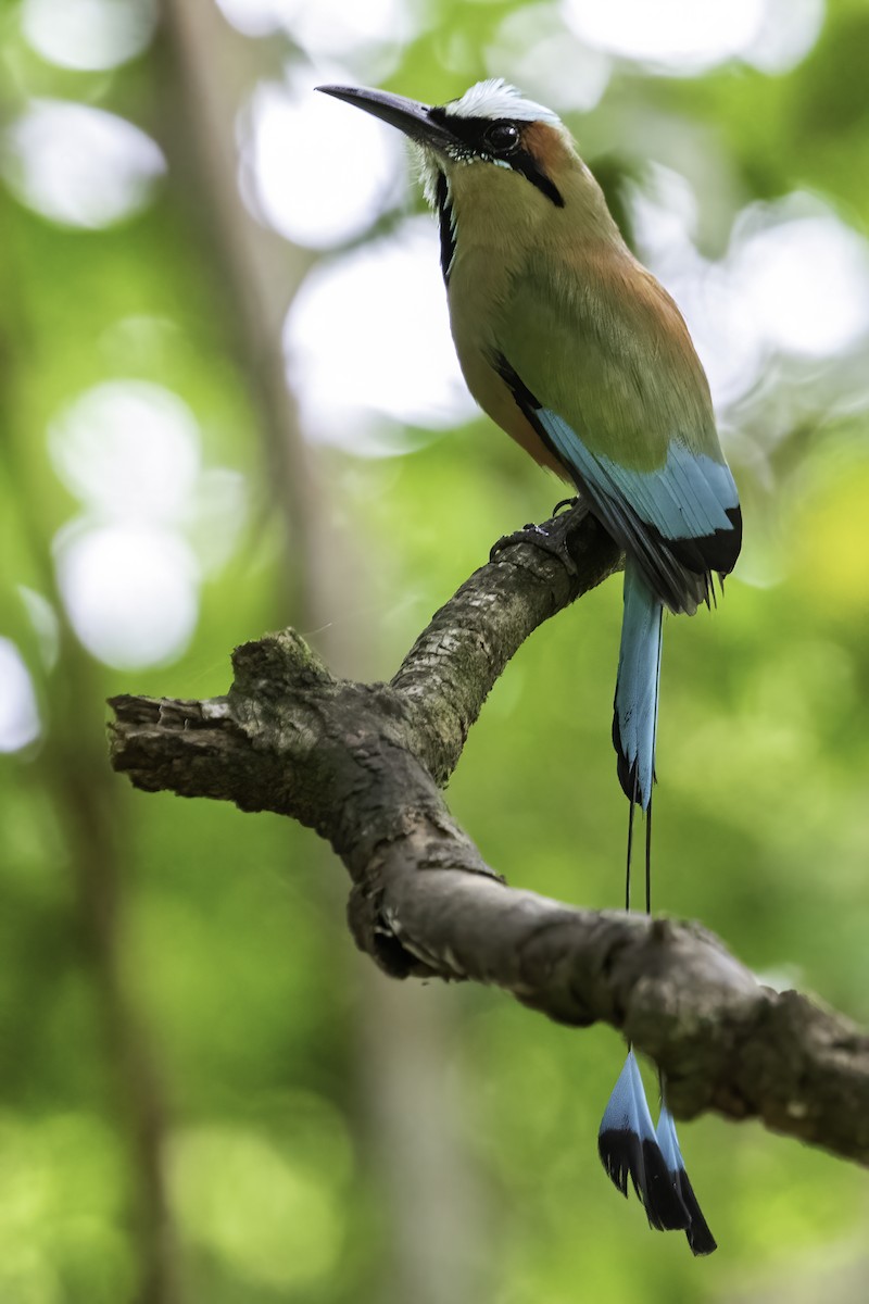 Motmot à sourcils bleus - ML454860961