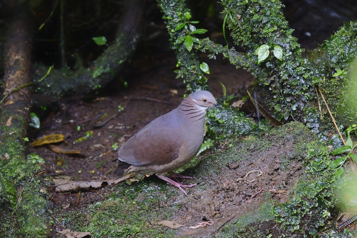 White-throated Quail-Dove - ML454861261