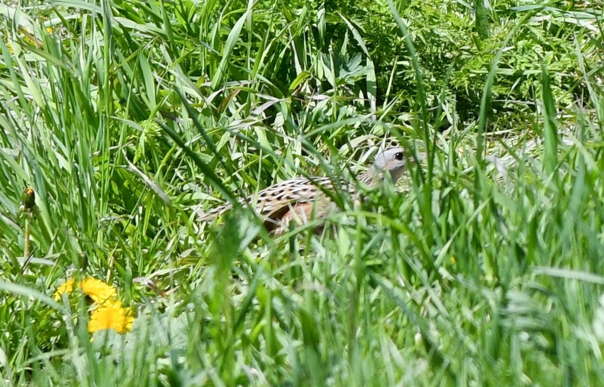 Corn Crake - ML454862551