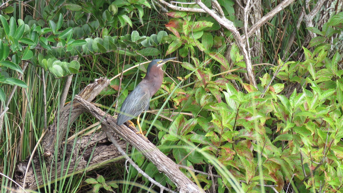 Green Heron - ML454863761