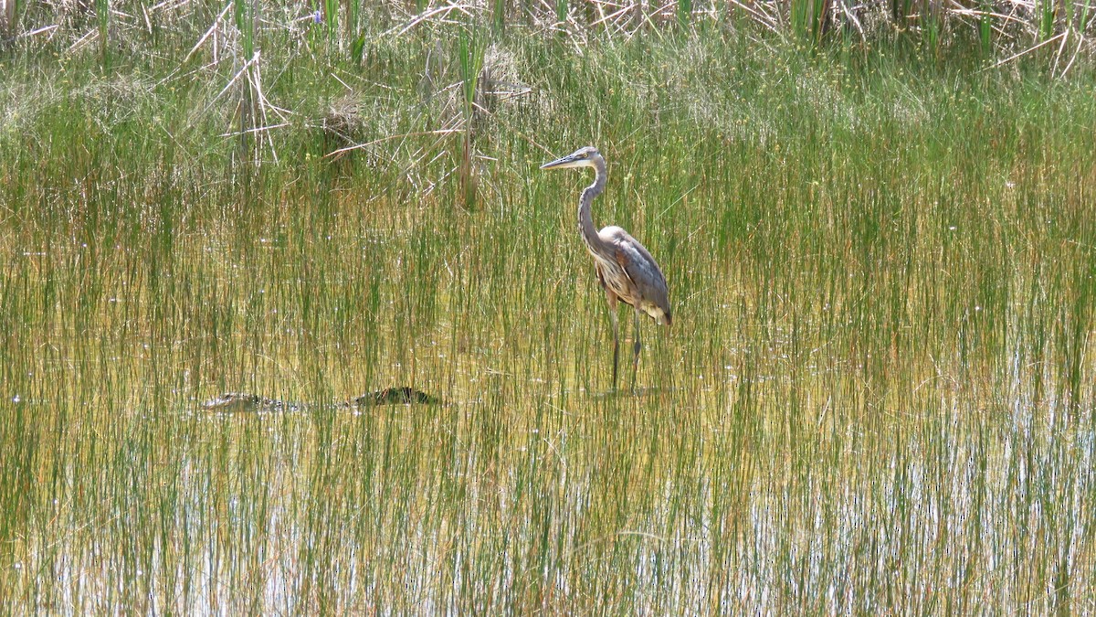 Great Blue Heron (Great Blue) - Andrew Cameron