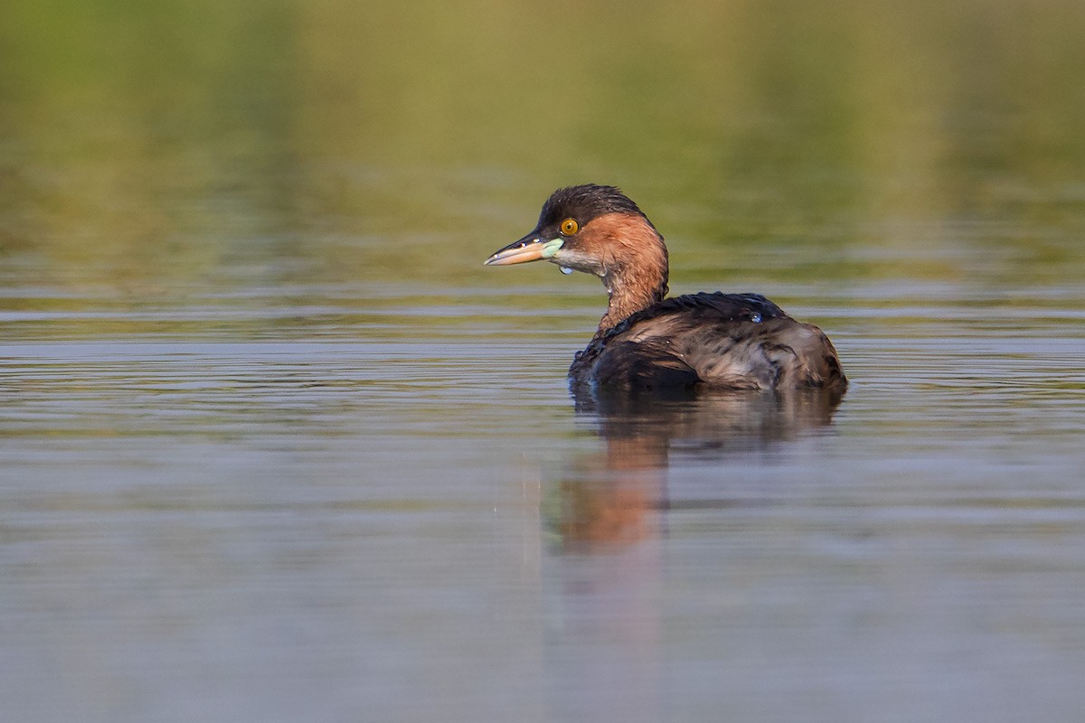 Little Grebe - ML454863941