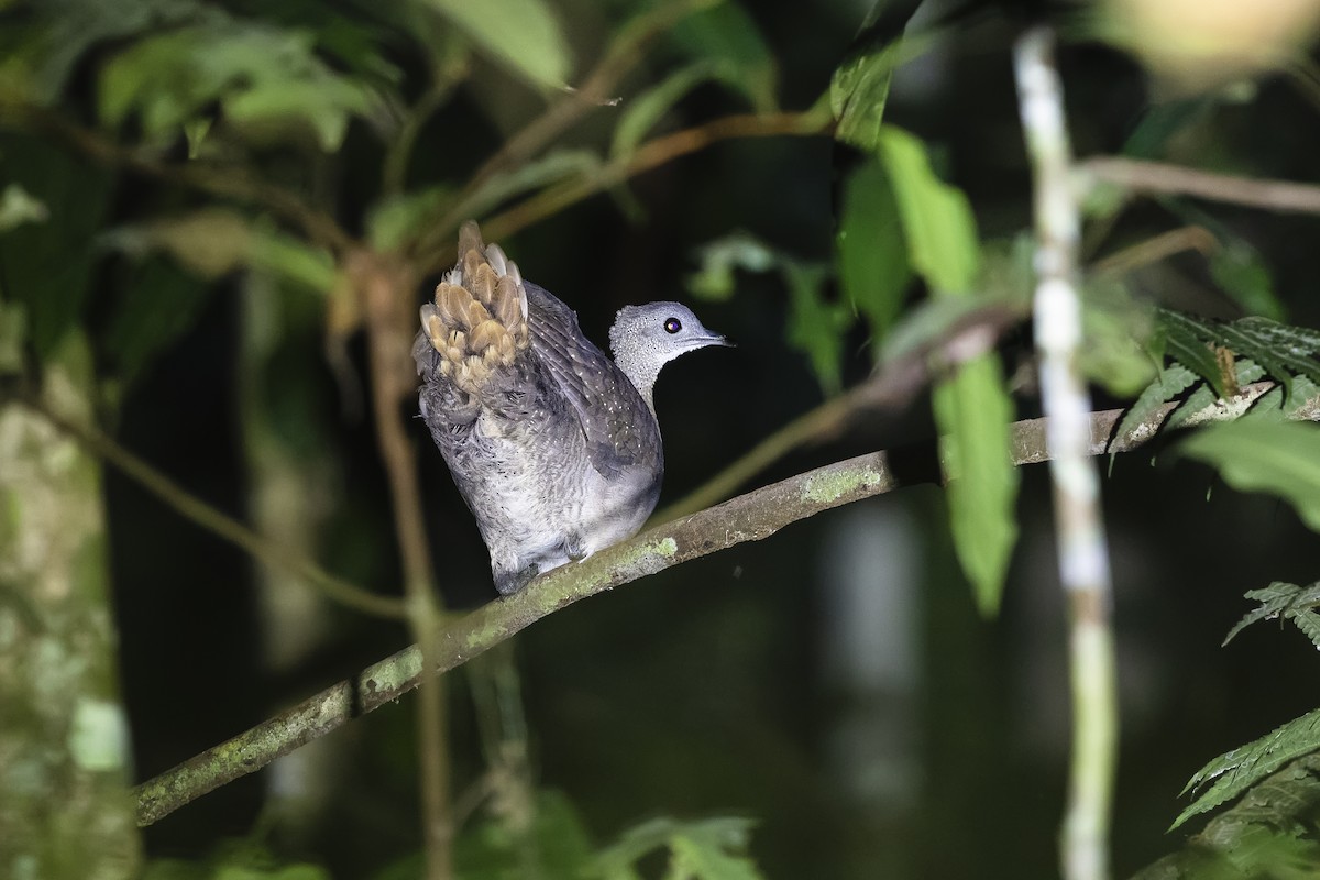 Grand Tinamou - ML454864691