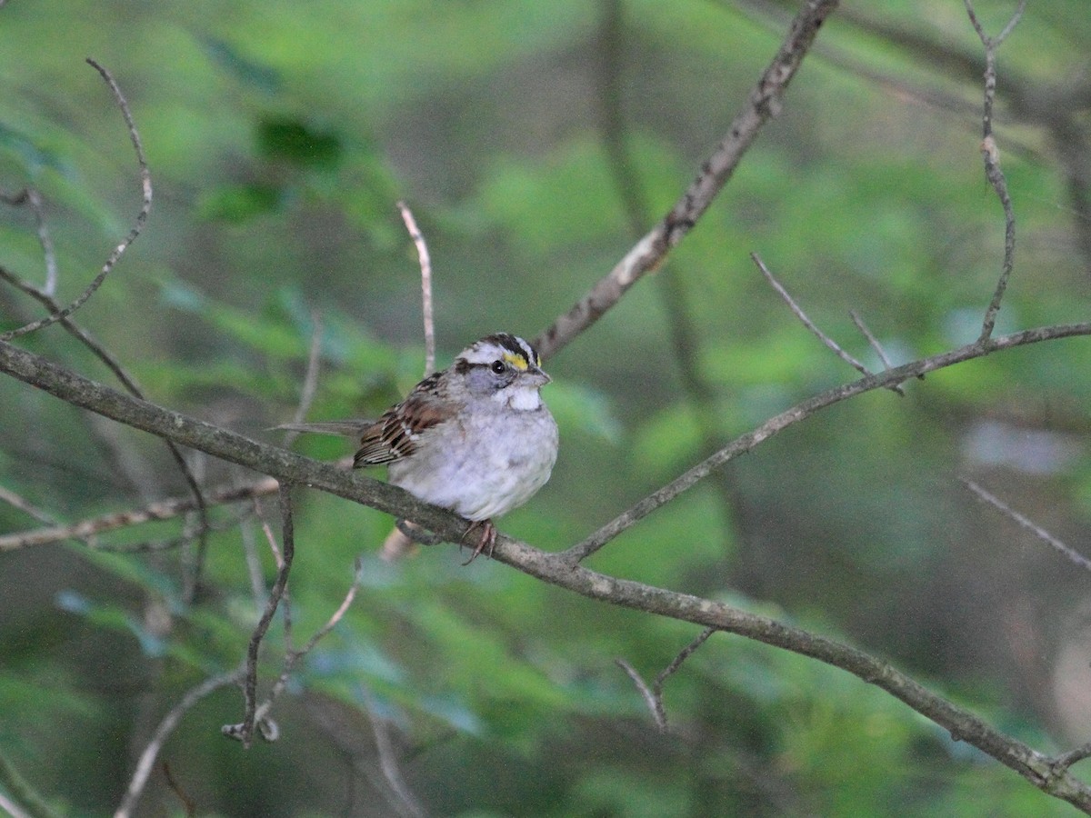 White-throated Sparrow - ML454866251
