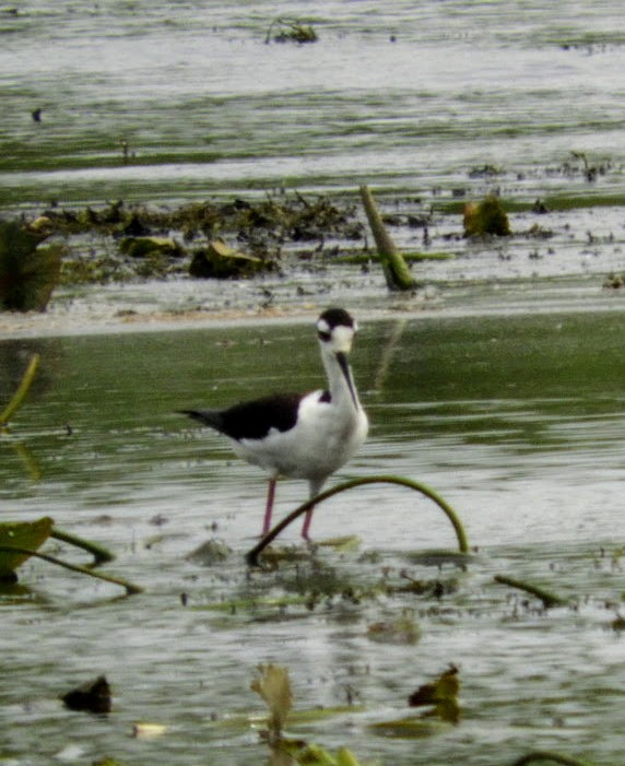 Black-necked Stilt - ML454867151