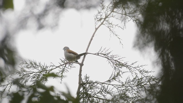 Brown-backed Solitaire - ML454868471