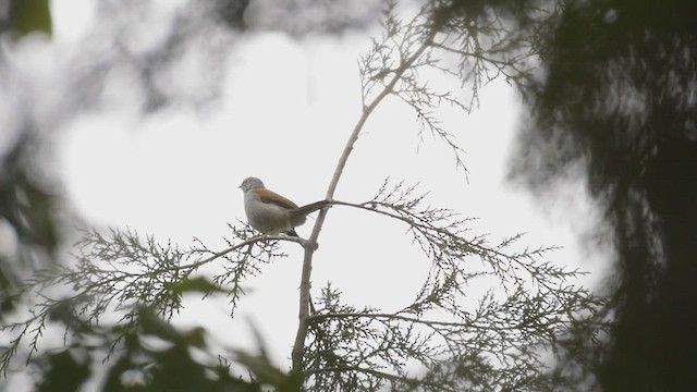 クリセヒトリツグミ - ML454868471