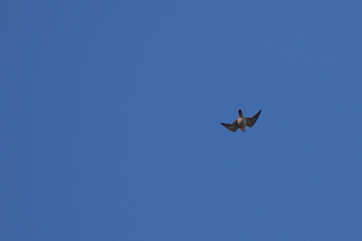Эгэл шонхор - ML454868591
