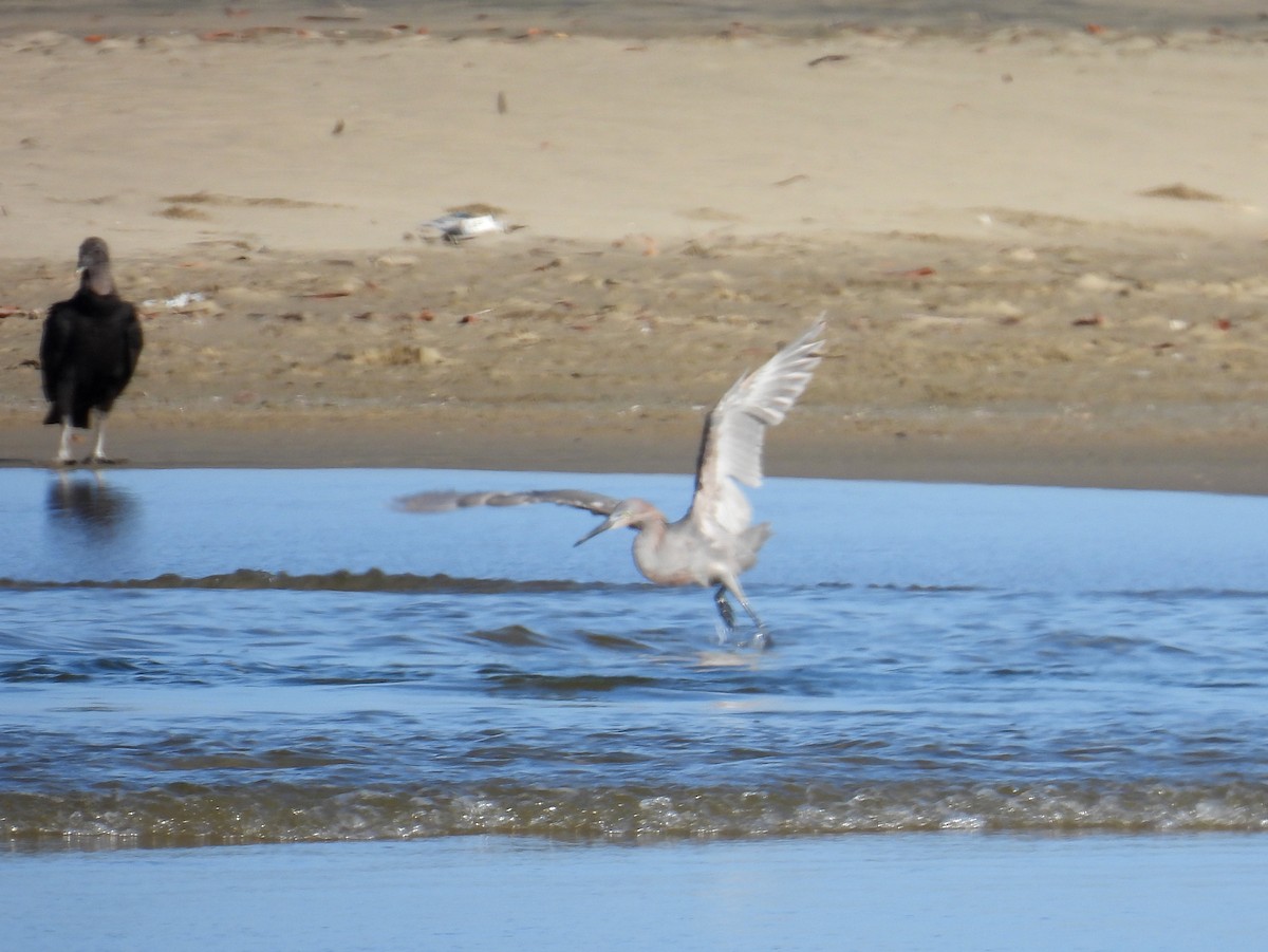 Reddish Egret - bob butler