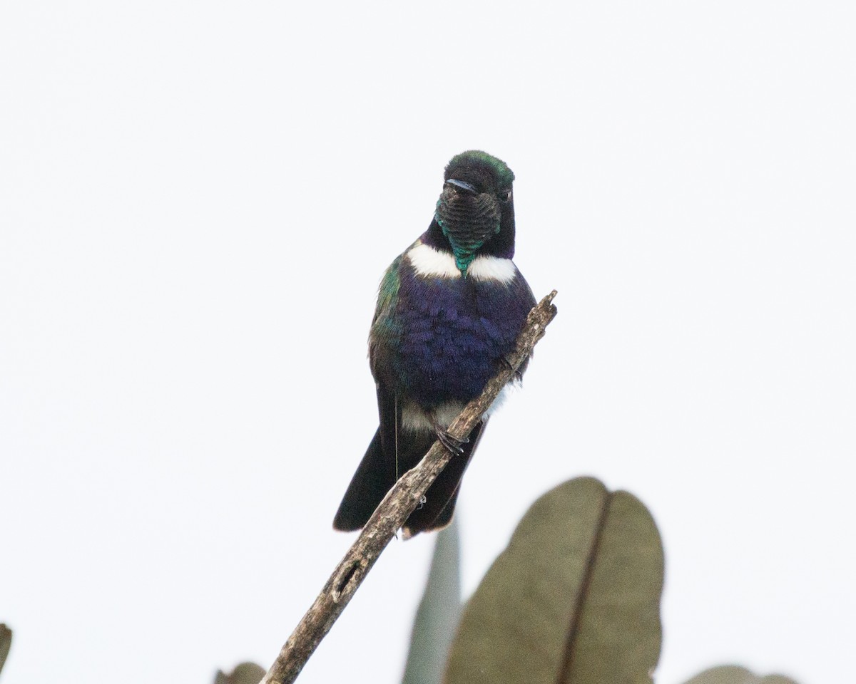 kolibřík čabrakový - ML454869871