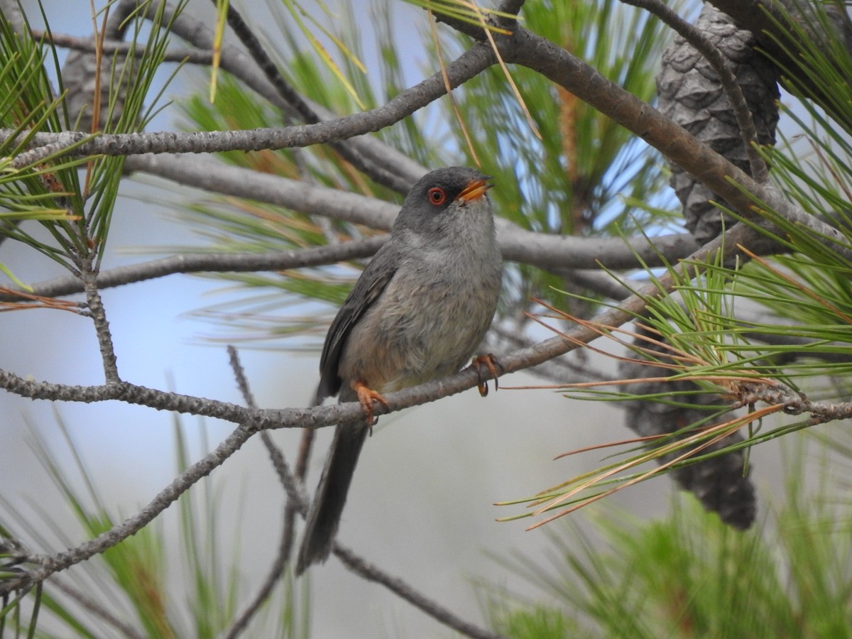 Balearic Warbler - Jorge López Álvarez