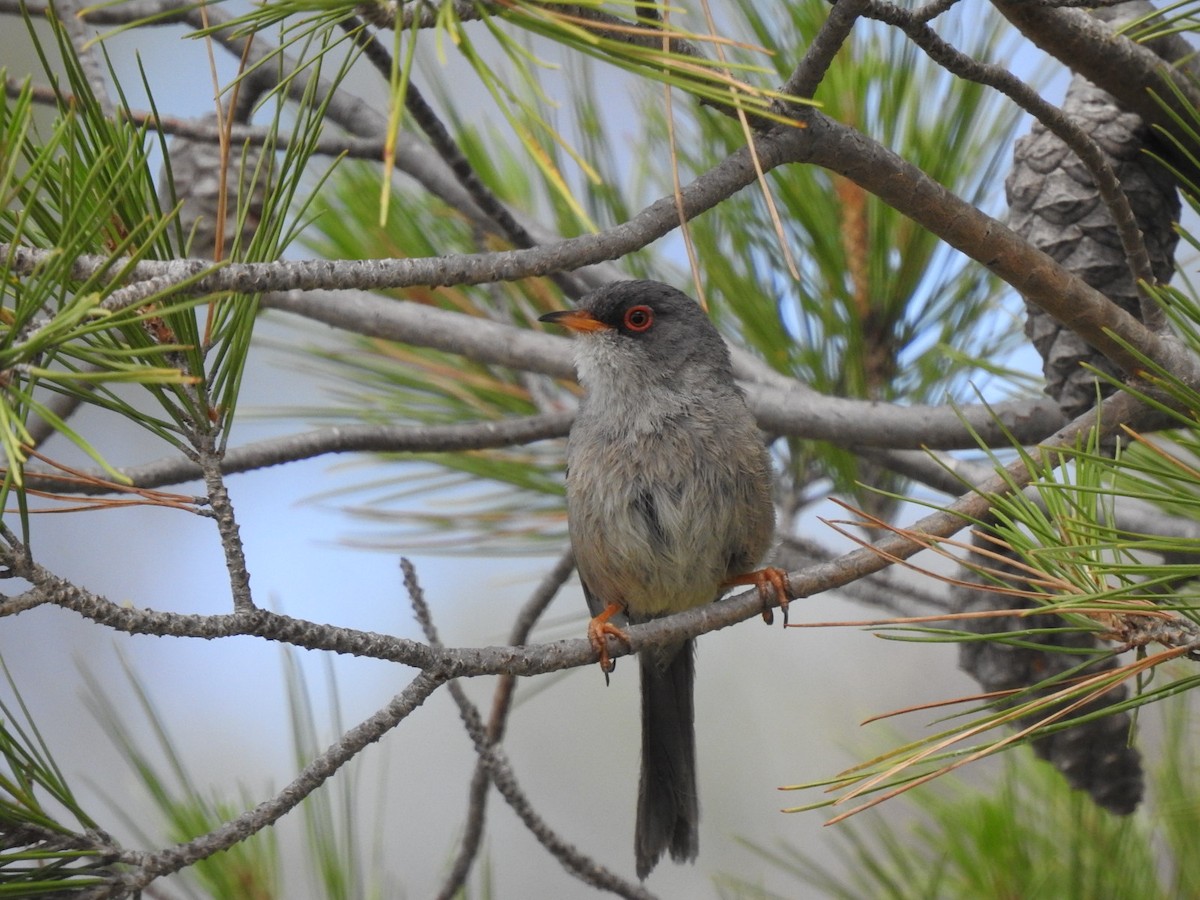 Balearic Warbler - ML454870281