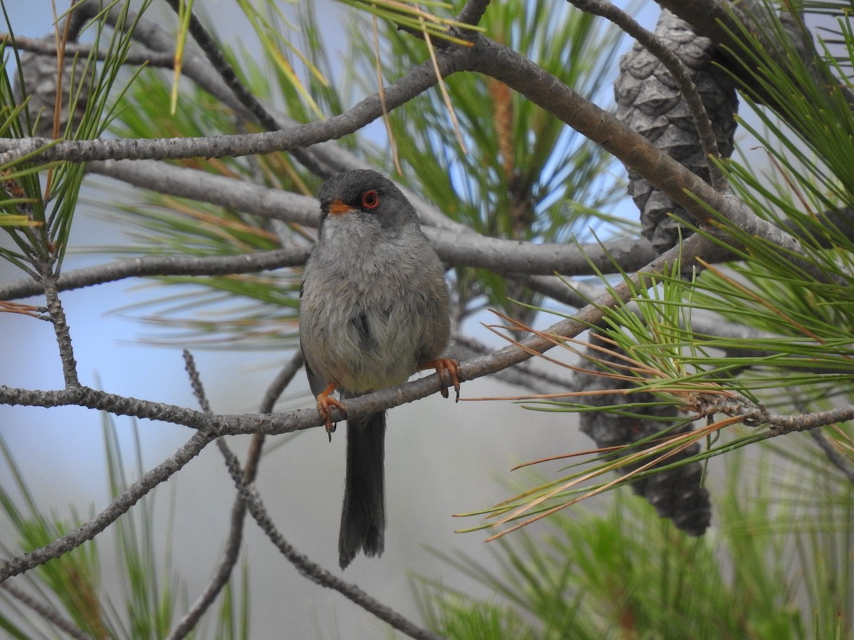 Balearic Warbler - ML454870291
