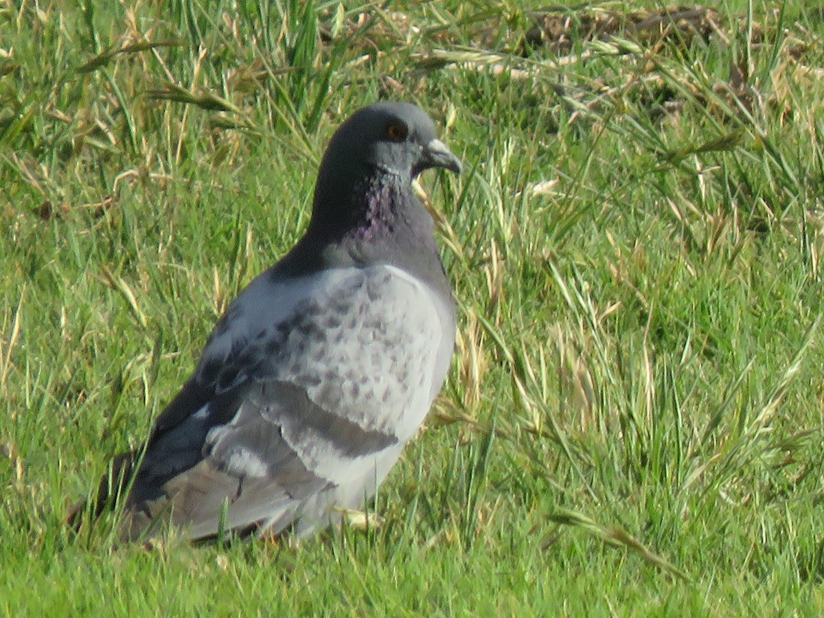 Rock Pigeon (Feral Pigeon) - ML454870341