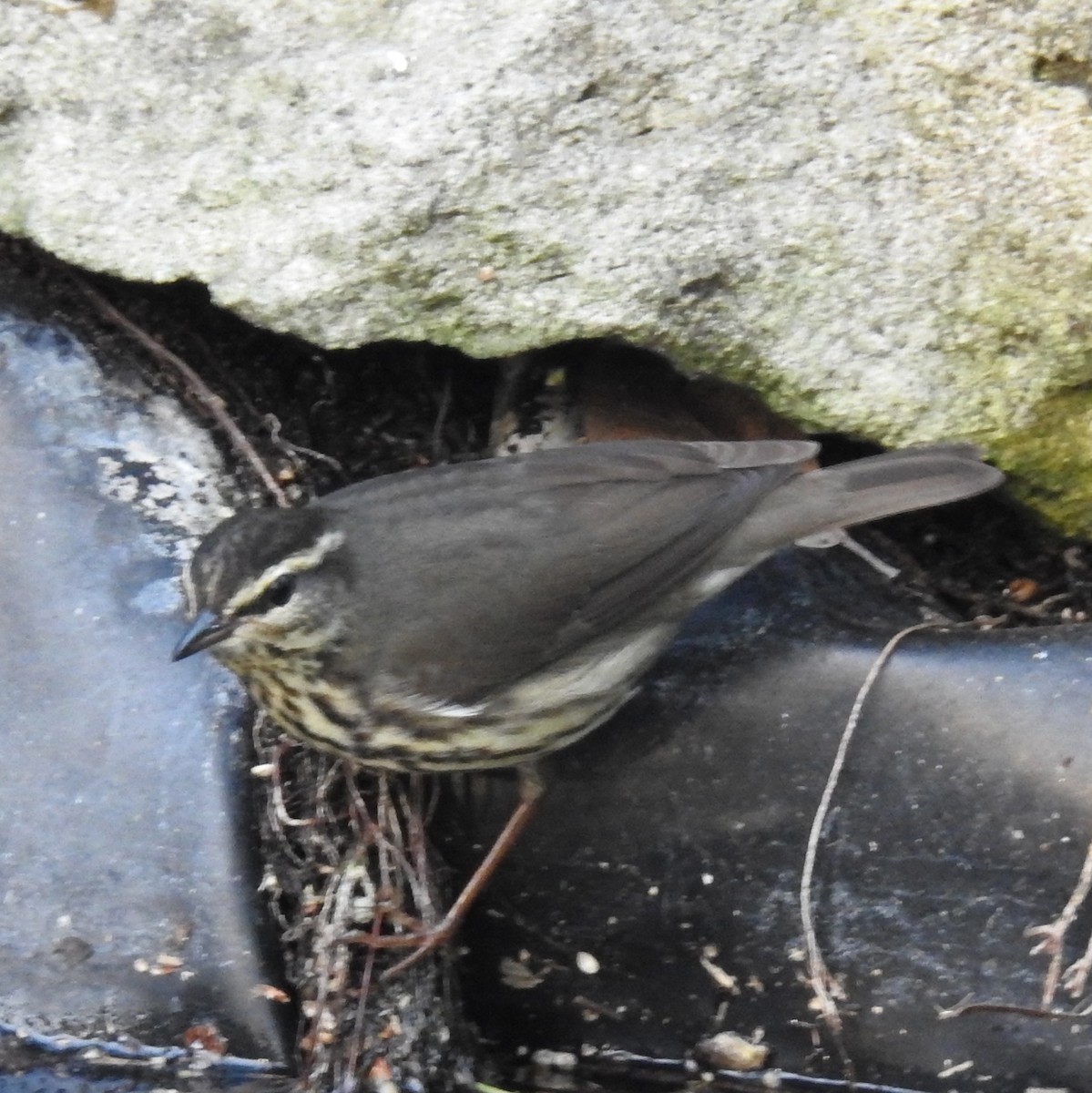 Northern Waterthrush - Erika Gates