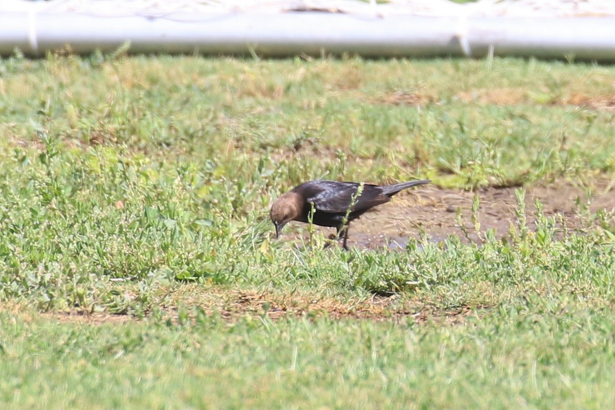 Brown-headed Cowbird - Tom Fangrow