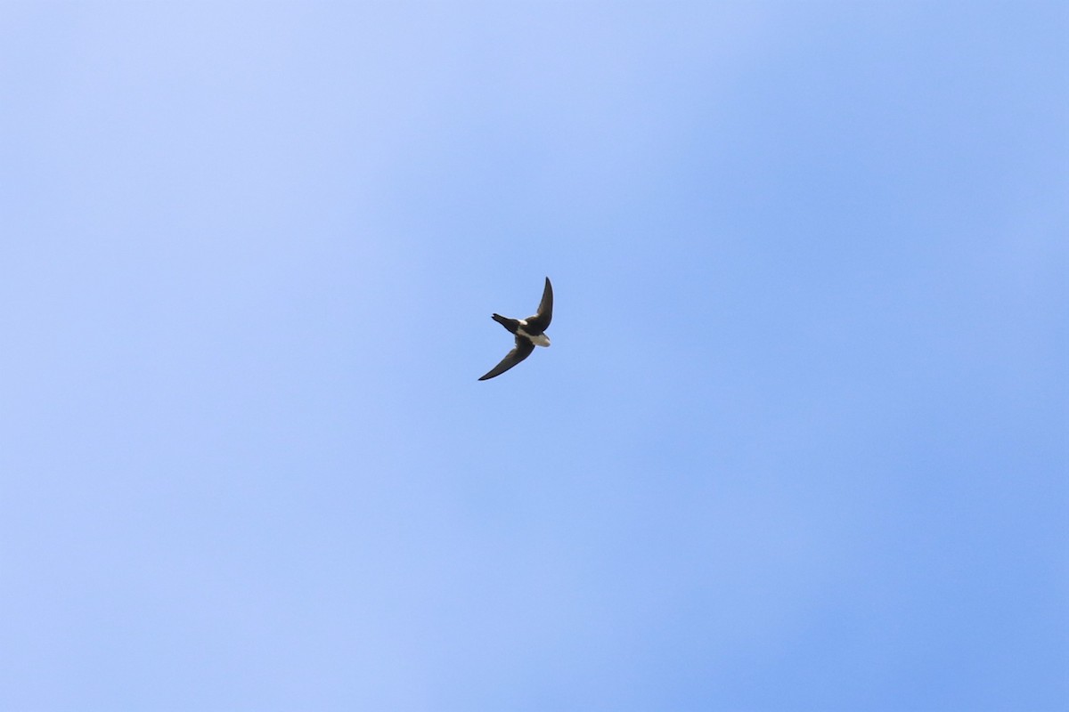 White-throated Swift - Tom Fangrow