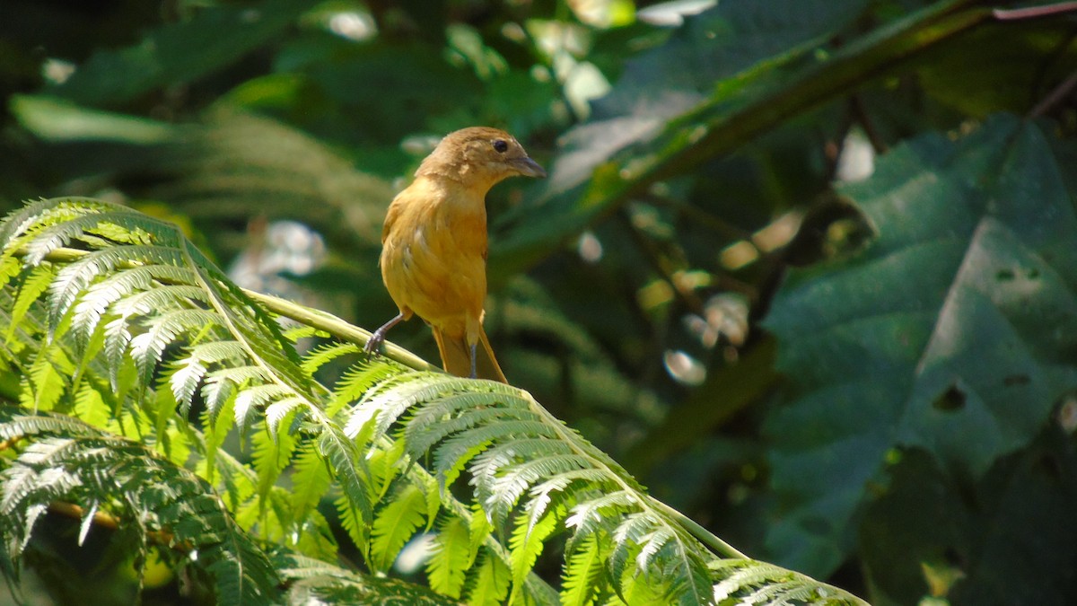 Flame-crested Tanager (Flame-crested) - ML454872801