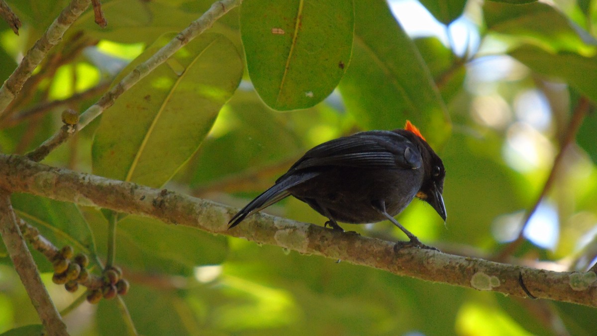 Flame-crested Tanager (Flame-crested) - ML454872811