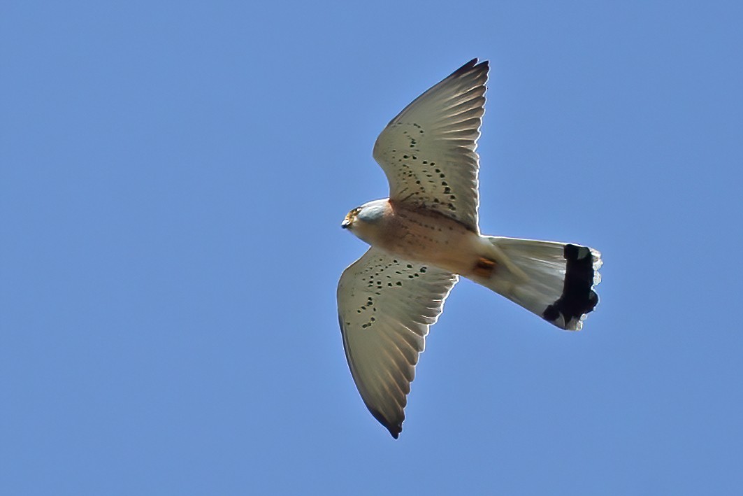 Lesser Kestrel - ML454873231