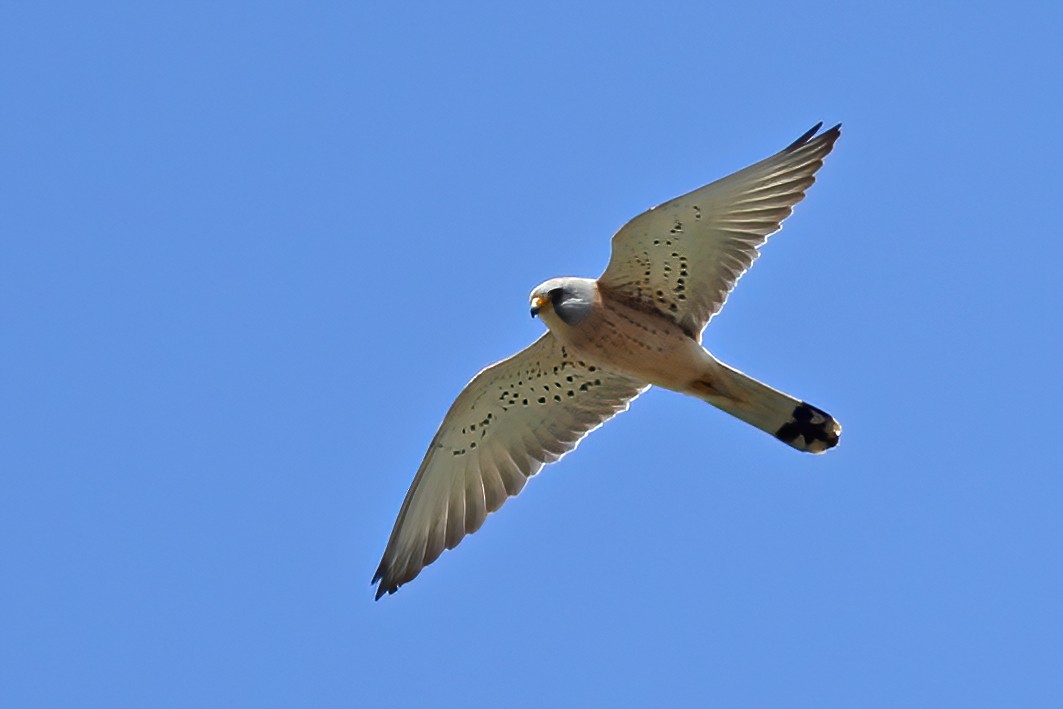 Lesser Kestrel - ML454873301