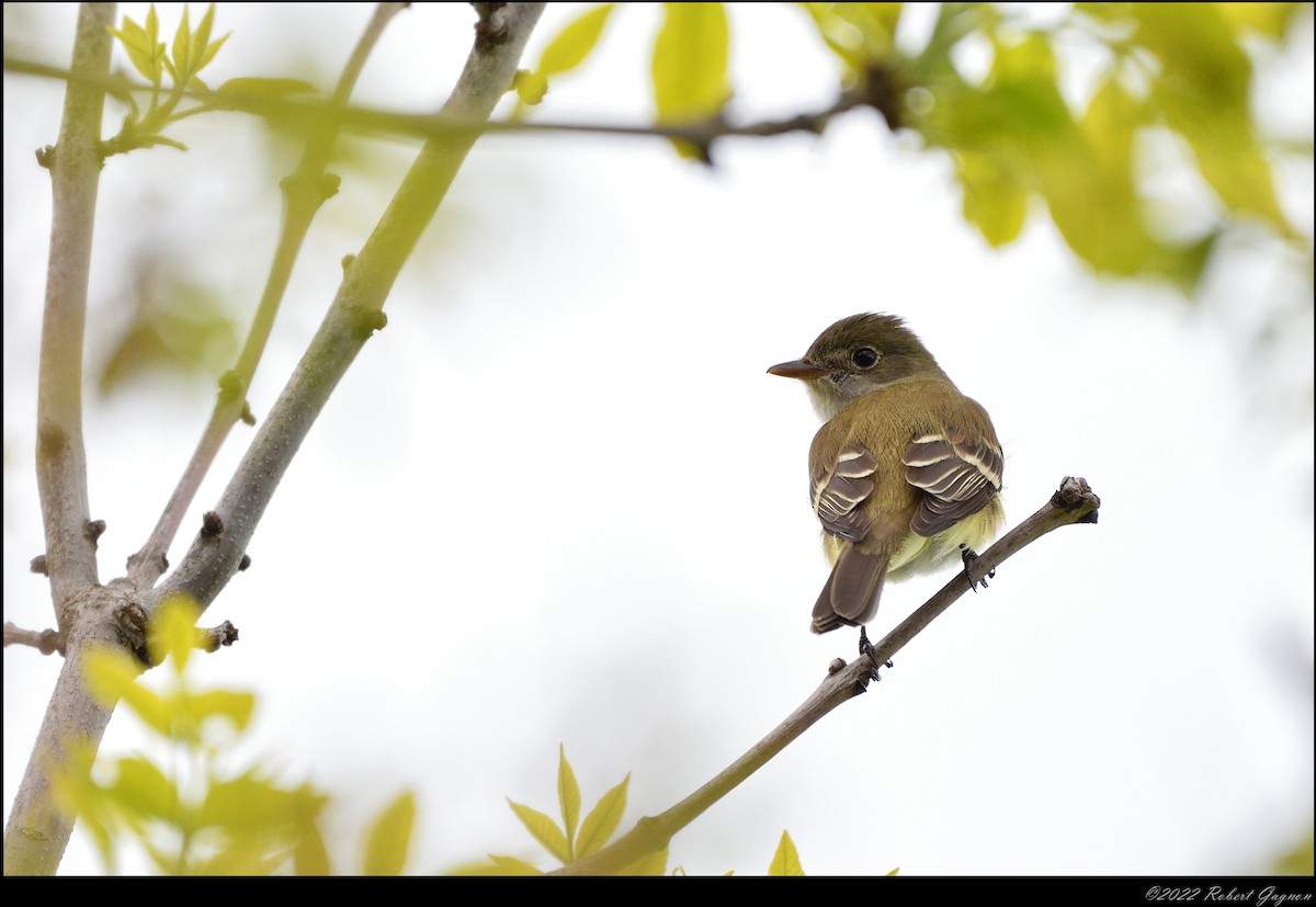 Mosquero Alisero - ML454873321