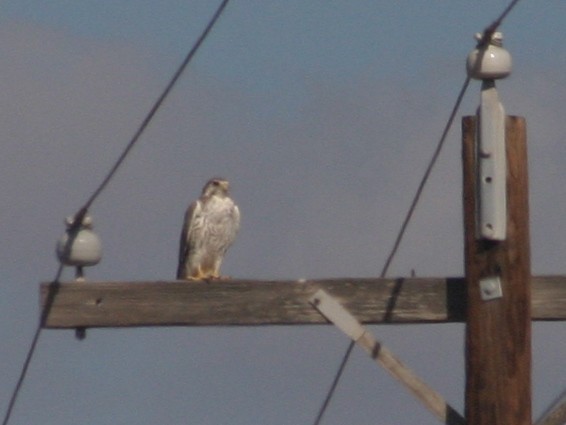 Prairie Falcon - ML454875231