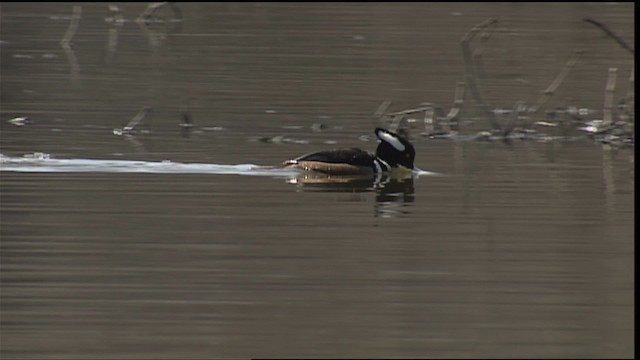 Hooded Merganser - ML454877